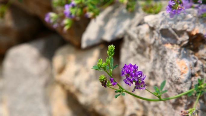 紫苜蓿 三叶草 花蕾 紫花 叶 茎 植株