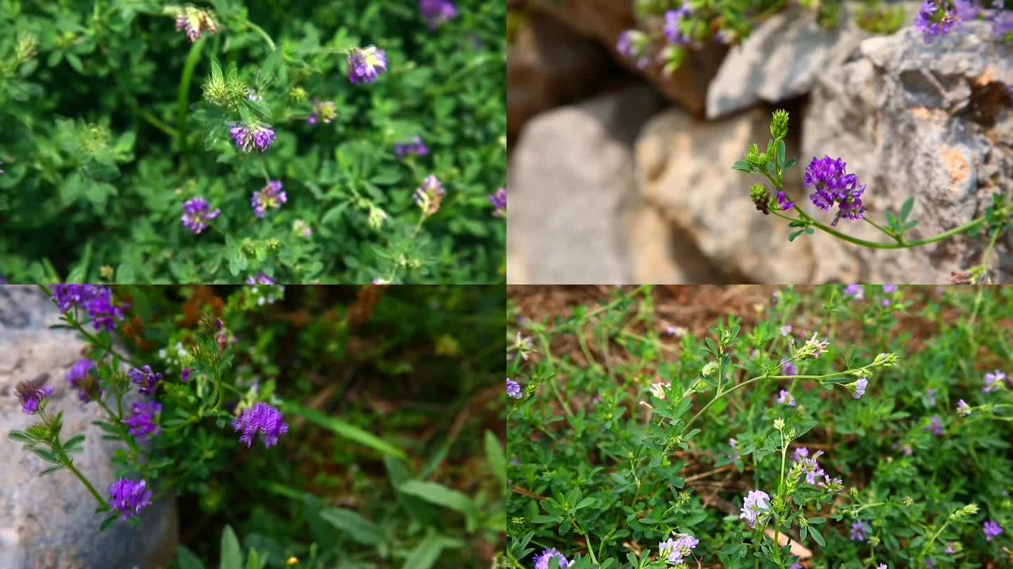 紫苜蓿 三叶草 花蕾 紫花 叶 茎 植株