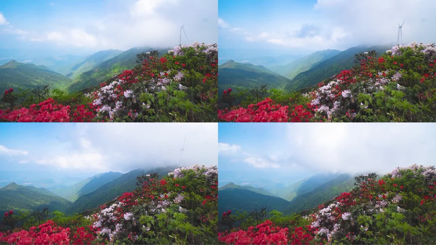 高山杜鹃大景延时