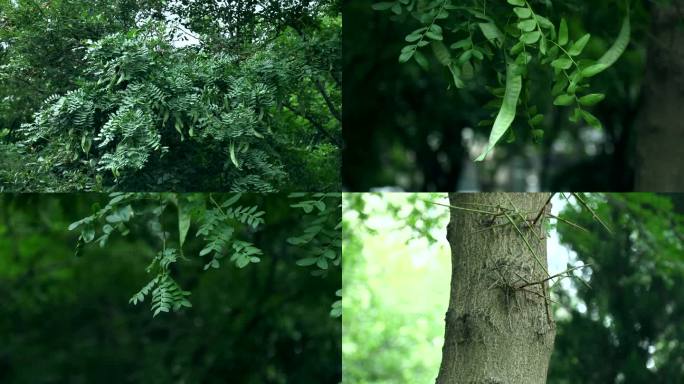 山皂荚 皂荚树 山皂角 果 叶 茎 植株