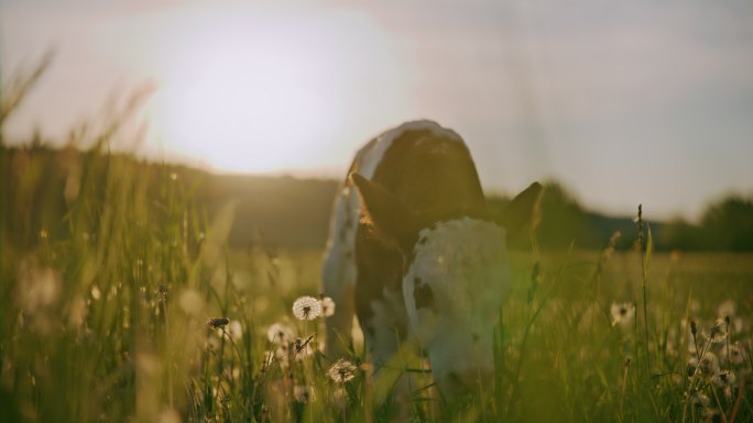日落时分，小牛在草地上走向摄像机