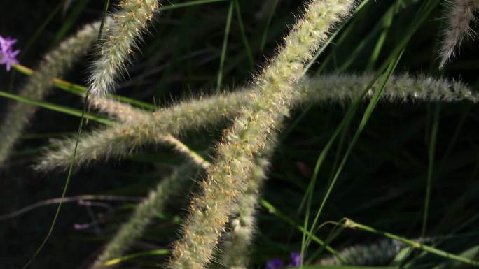 象草 杂草 穗 白花 叶 茎 植株 生境