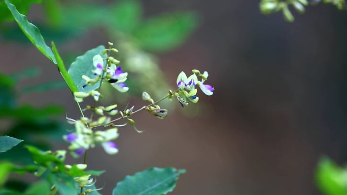 绿叶胡枝子 山姑豆 白花 果荚 茎 植株