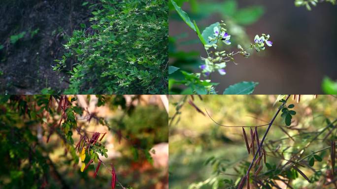 绿叶胡枝子 山姑豆 白花 果荚 茎 植株