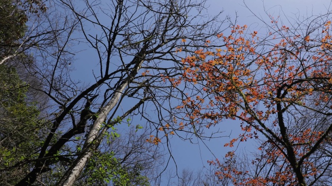 春天山中树木嫩叶嫩芽【集锦】