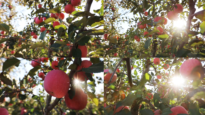苹果 果园 丰收镜头 逆光拍摄