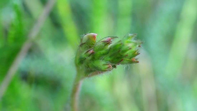 硬毛棘豆  花蕾 紫红花 果 叶 植株