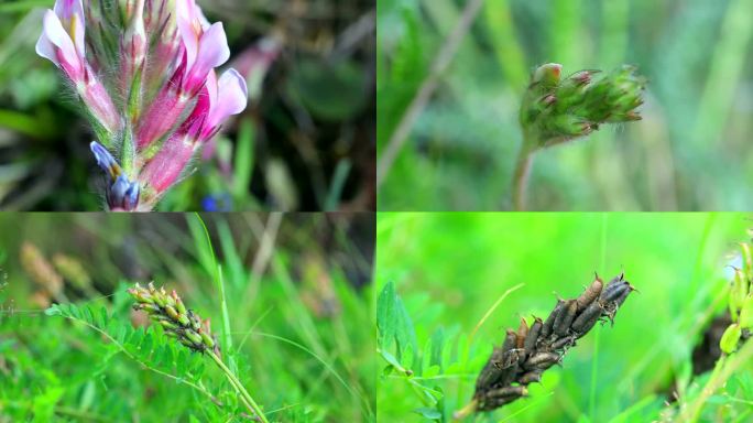 硬毛棘豆  花蕾 紫红花 果 叶 植株