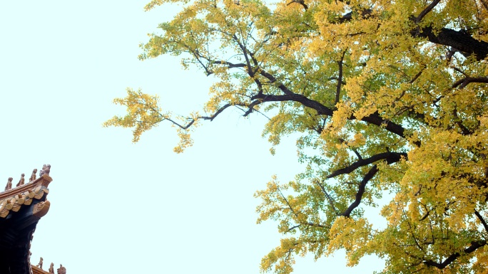 古建筑傍边的银杏树秋天的色彩千年古树