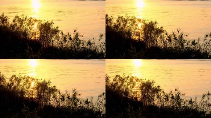 黄昏江边夕阳闪耀的芦苇剪影