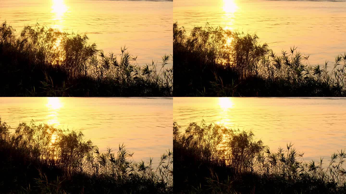 黄昏江边夕阳闪耀的芦苇剪影