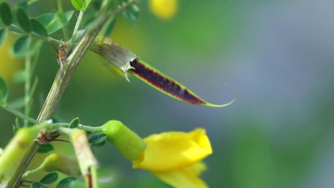 小叶锦鸡儿 花蕾 黄花 果荚 叶 植株