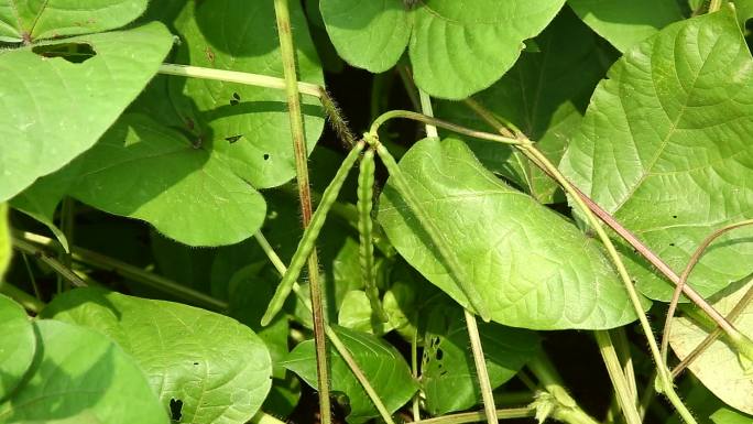 绿豆  青小豆 果荚 叶 茎 植株 生境