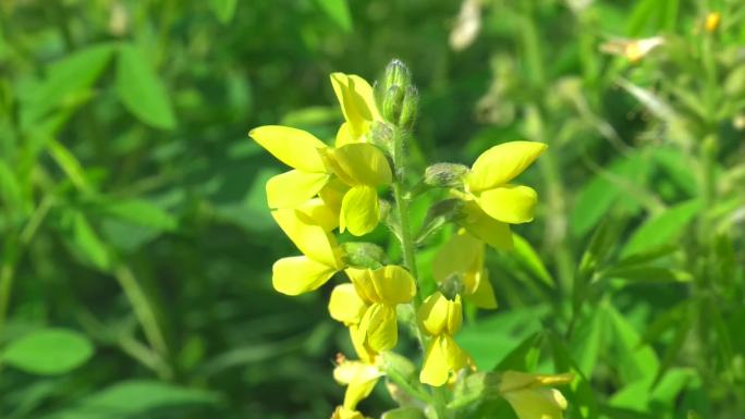 披针叶野决明 花蕾 黄花 叶 茎 植株