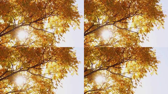 西北秋天阳光金黄树叶仰望蓝天空镜头