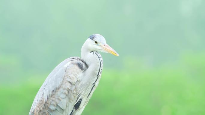 湿地保护鸟类苍鹭