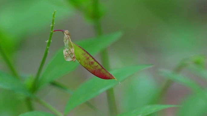 北野豌豆 花蕾 紫花 嫩果 叶 茎 植株