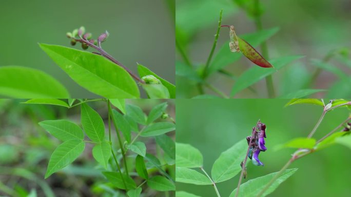 北野豌豆 花蕾 紫花 嫩果 叶 茎 植株