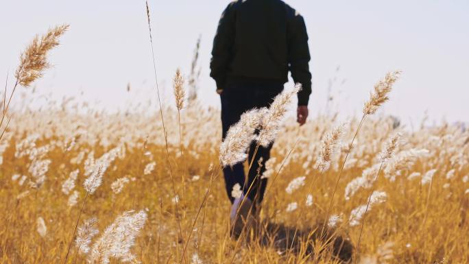 西北秋天金黄芦苇荡草地男人行走空镜头