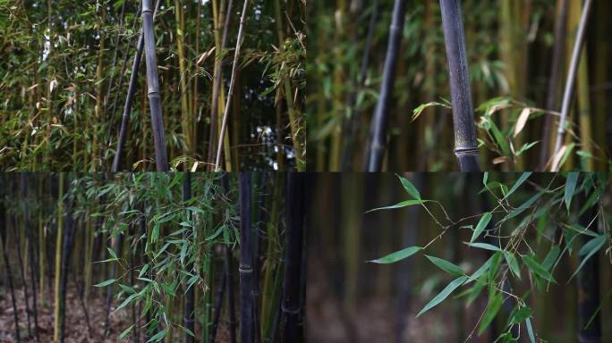 紫竹 叶片 枝条 竹竿 茎秆 植株 生境
