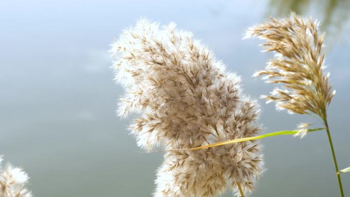 波光荡漾的芦苇