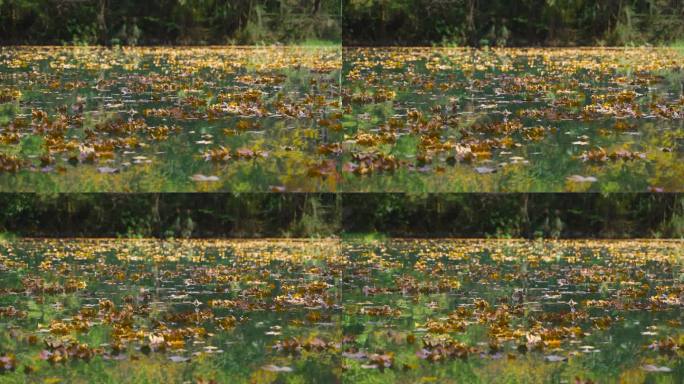 树叶飘落在水湖面水面漂浮物秋叶掉落在湖面