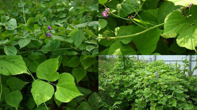 扁豆  花蕾 紫花 百花 叶 茎 植株