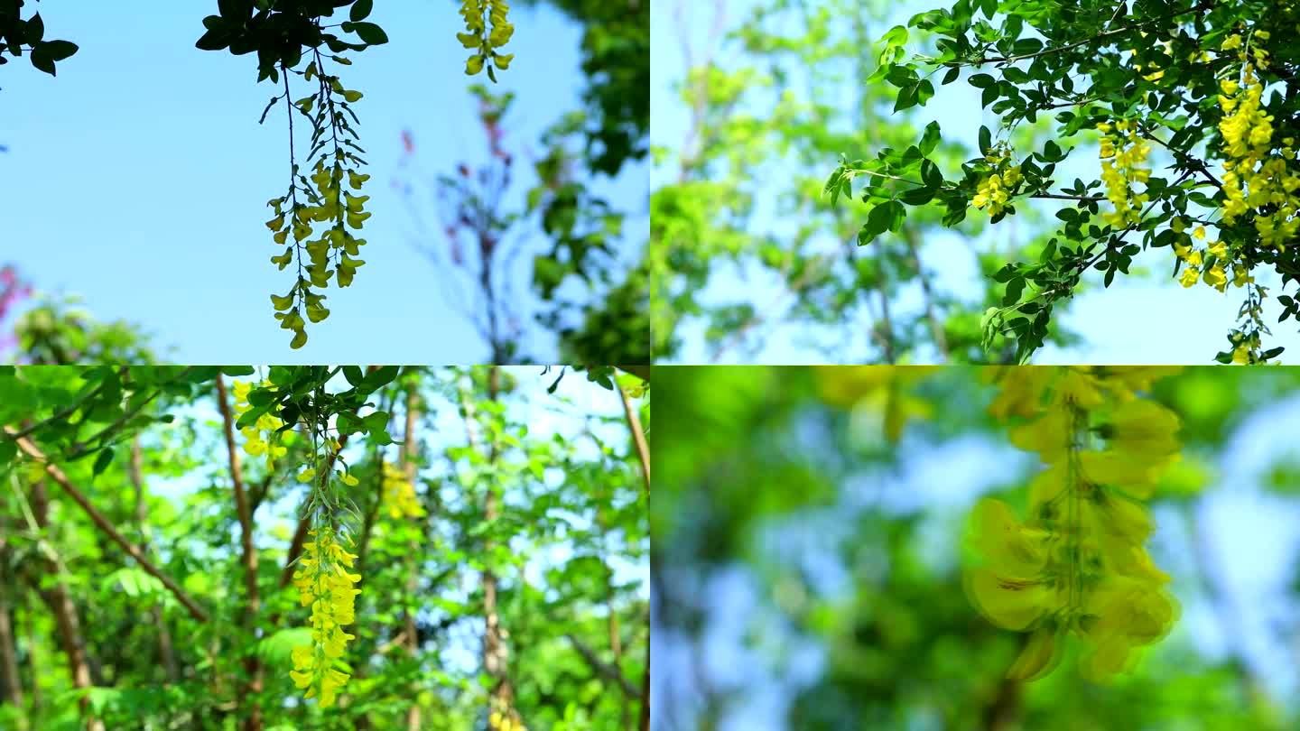 树锦鸡儿 黄槐 花蕾 黄花 叶 茎 植株