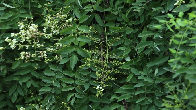 龙爪槐 垂槐 盘槐 白花 果荚 叶 植株