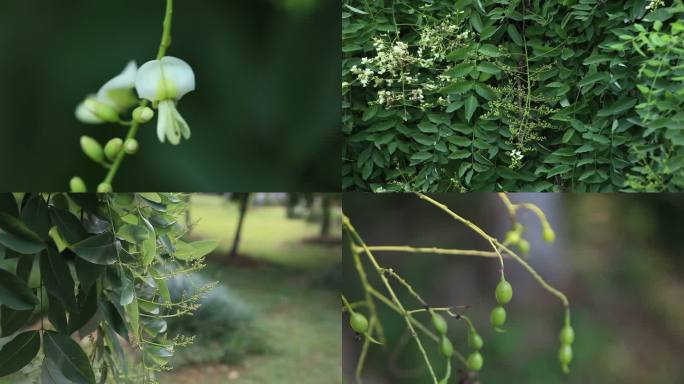 龙爪槐 垂槐 盘槐 白花 果荚 叶 植株