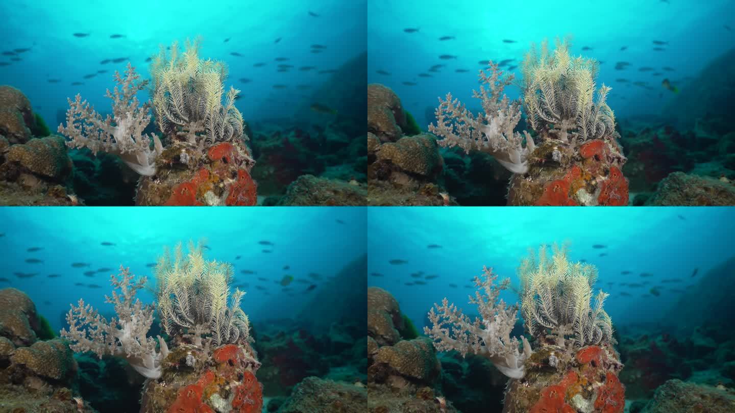 软珊瑚软珊瑚海底世界梦幻