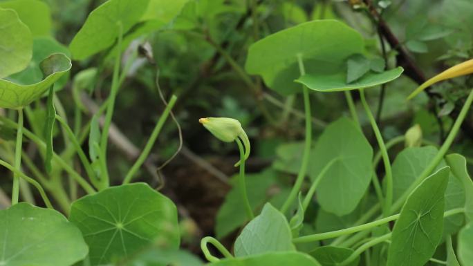 旱金莲 荷叶七 花蕾 黄花 叶 茎 植株