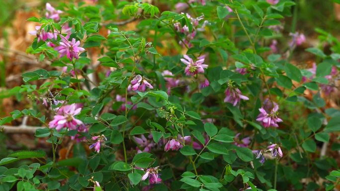 花木蓝 山绿豆 花蕾 粉色花 叶 植株