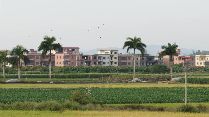 乡村建筑菜田田野水稻棕榈树大景