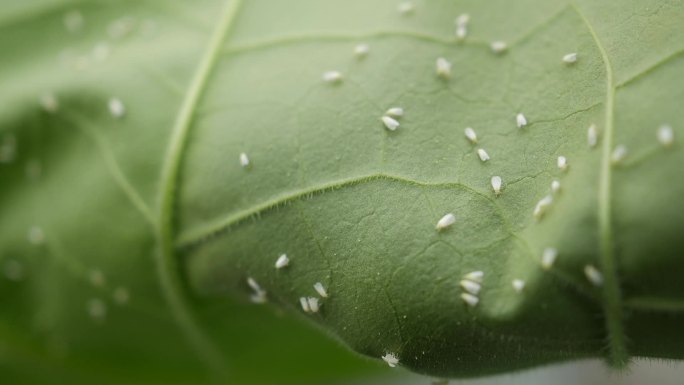 白粉虱蔬菜害虫微距拍摄