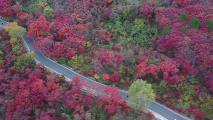 道路两旁红叶满山坡4K视频