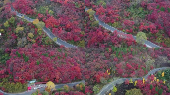 道路两旁红叶满山坡4K视频