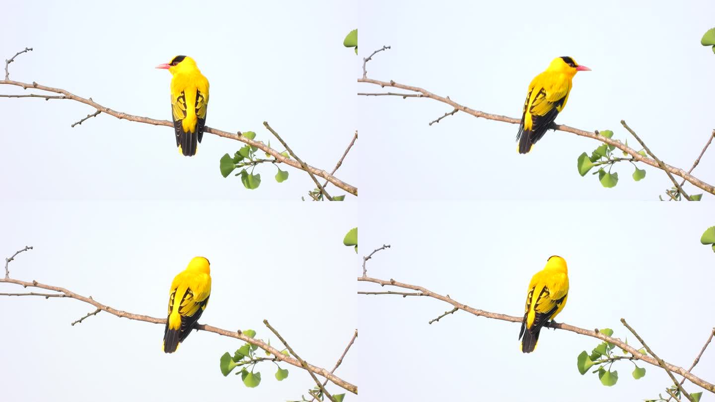 黑枕黄鹂黄鹂鸟，高清经典黄鹂鸟叫声，金黄色的小鸟叫声真好听_哔哩哔哩_bilibili
