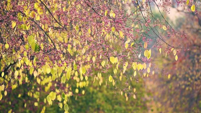 秋天美丽的丝棉木 鸡血兰 白桃树 野杜仲