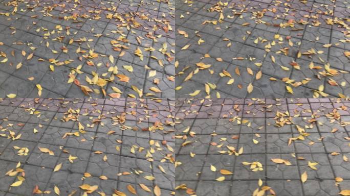 街道 路面 落叶 黄叶