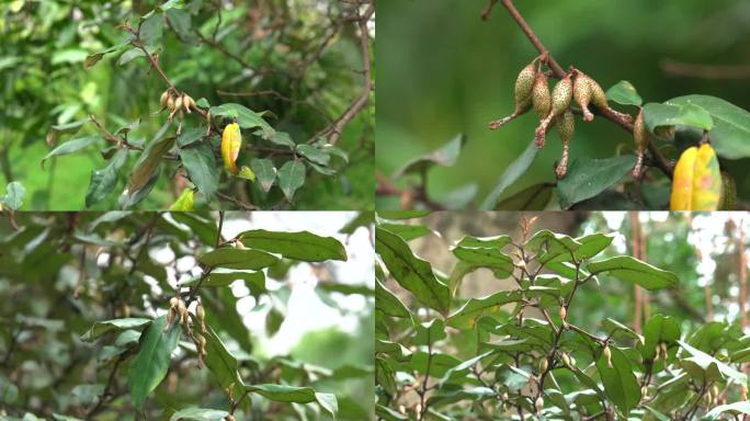 胡颓子 绿果 果期  叶 茎 植株 生境