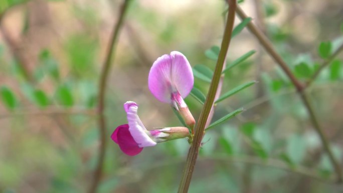 野豌豆 花蕾 粉红色花 叶 茎 植株