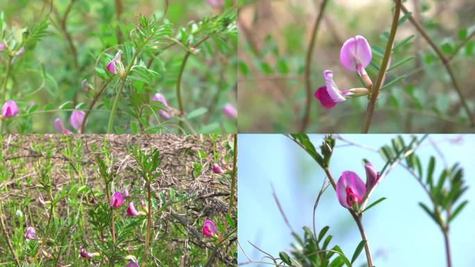 野豌豆 花蕾 粉红色花 叶 茎 植株