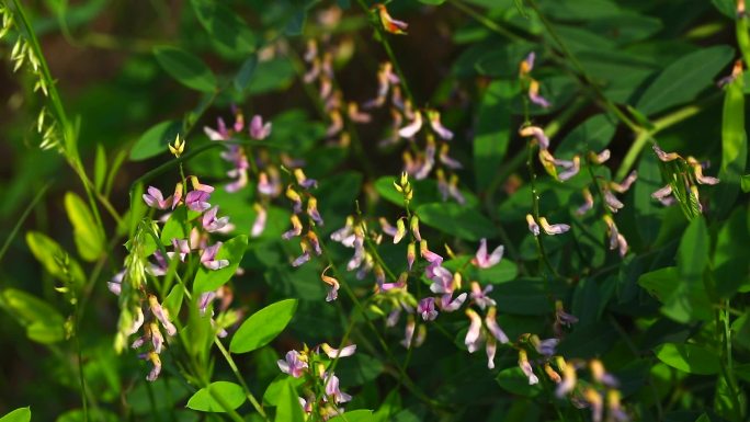 山野豌豆 落豆秧 花蕾 粉花 叶 茎 果