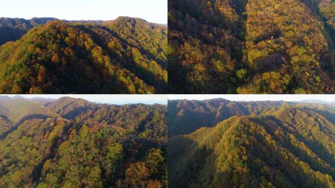 八大公山天平山原始森林