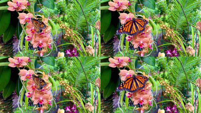 兰花上的濒危帝王蝶
