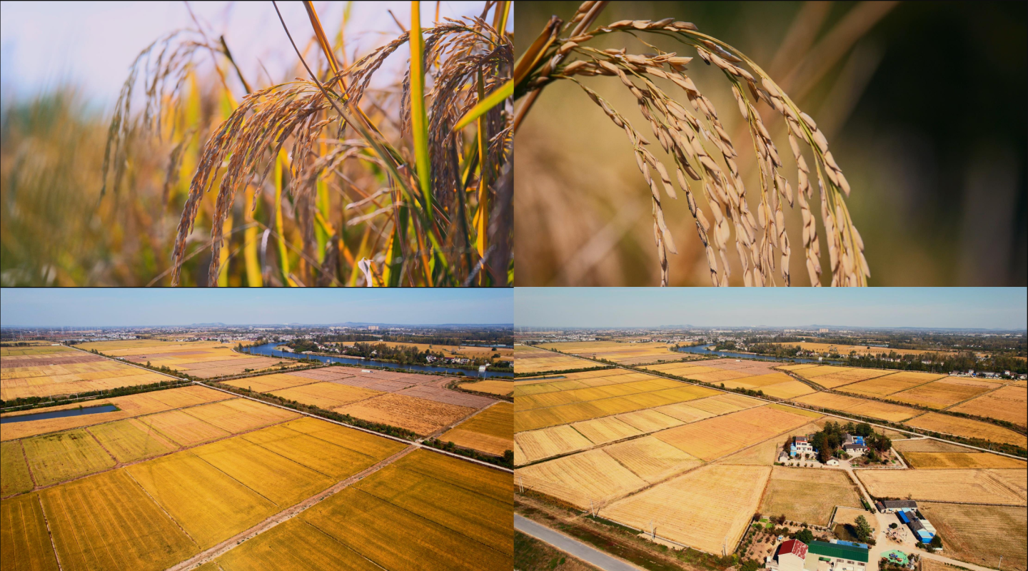 美丽乡村新农村金黄色的水稻 水稻成熟季节