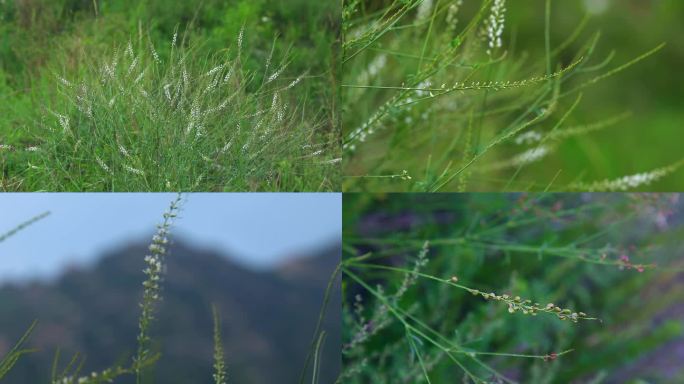 草木樨状黄耆 花蕾 白花 果 叶 植株