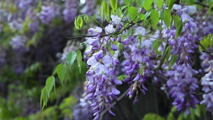 紫藤 藤萝 花蕾 紫花 果荚  叶 植株