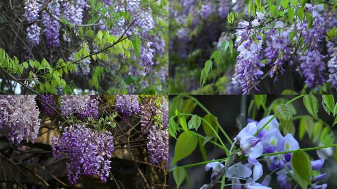 紫藤 藤萝 花蕾 紫花 果荚  叶 植株